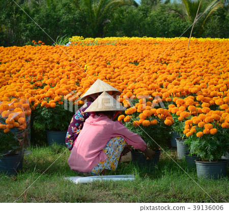 Flower plantation in Mekong Delta, Vietnam 39136006