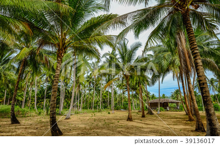 Coconut plantation 39136017