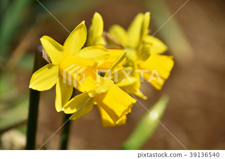 Mini Narcissus Taita Tate 39136540