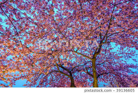 Night scene of cherry blossom Night scene of cherry blossom 39136605