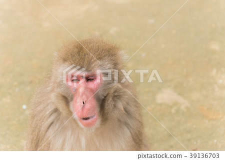 Japanese monkey 39136703