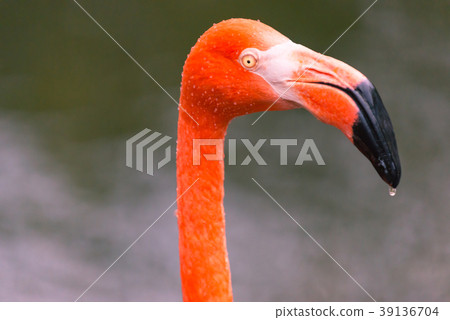 Beni Iro Flamingo 39136704