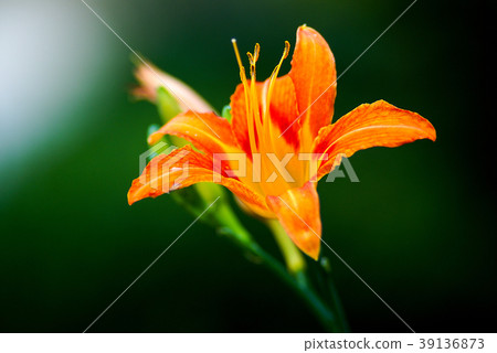 Wild flowers 39136873