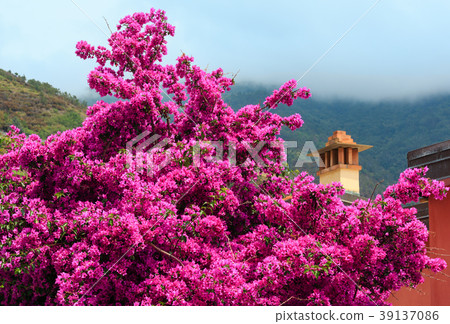 Summer purple Bougainvillea flowers in Riomaggiore, Cinque Terre 39137086
