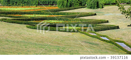 Summer trimmed boxwood in park hillside on a green grass lawn Summer trimmed boxwood in park hillside on a green grass lawn 39137116