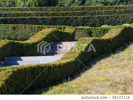 Summer trimmed boxwood in park hillside on a green grass lawn Summer trimmed boxwood in park hillside on a green grass lawn 39137118