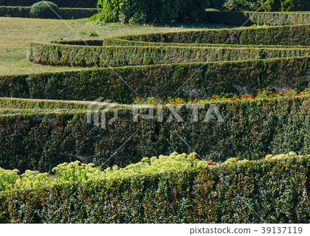 Summer trimmed boxwood in park hillside on a green grass lawn Summer trimmed boxwood in park hillside on a green grass lawn 39137119
