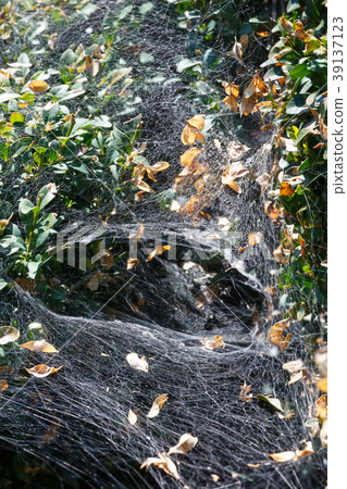 Cobweb on neglected boxwood bushes Cobweb on neglected boxwood bushes 39137123