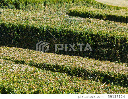 Summer trimmed boxwood in park hillside Summer trimmed boxwood in park hillside 39137124