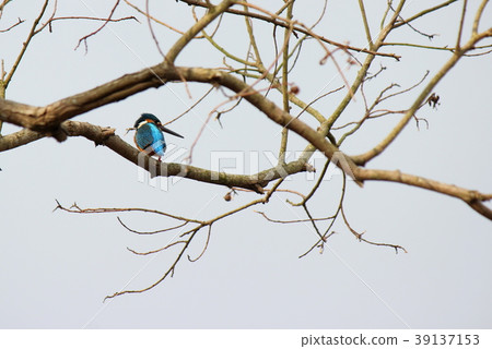 Kingfisher Kingfisher 39137153
