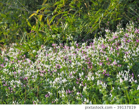 Cluster of white flowers Cluster of white flowers 39137819