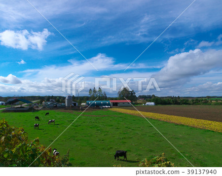The pasture landscape of Tokachi The pasture landscape of Tokachi 39137940