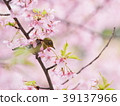 櫻花和中世紀 39137966