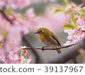 櫻花和中世紀 39137967