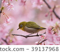 櫻花和中世紀 39137968