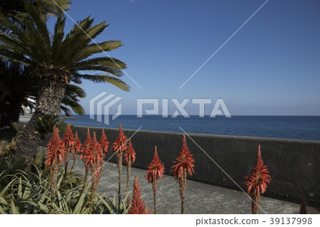 Aloe flowers Aloe flowers 39137998
