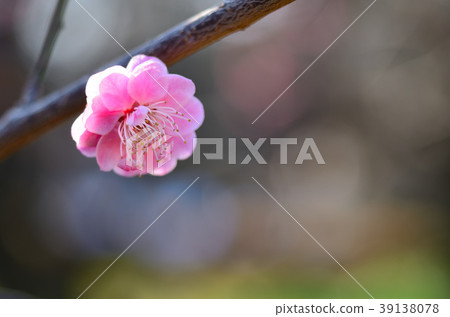 Plum blossom Plum blossom 39138078