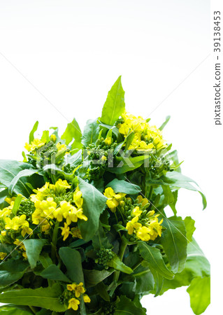 搖蘿蔔 搖蘿蔔 39138453