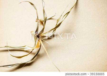 Background material-withered plants on old cardboard 39138885