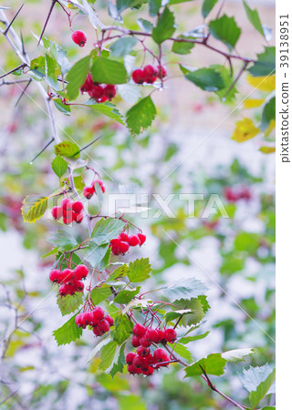 Hawthorn branch covered with red berries Hawthorn branch covered with red berries 39138951