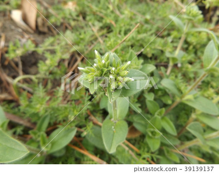 一朵白色玫瑰的野花的野花 一朵白色玫瑰的野花的野花 39139137