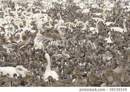 琵琶湖在冬天 39139334