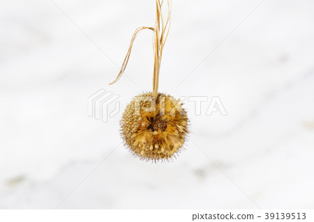 Platanus cone-3 which could not fall due to late ripening Platanus cone-3 which could not fall due to late ripening 39139513