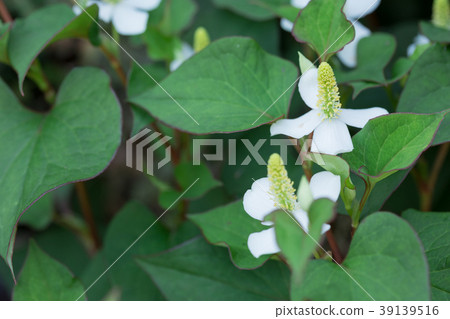 草藥_ Dokudami花 草藥_ Dokudami花 39139516