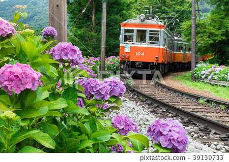 Hydrangea blooming Hakone mountain climbing railway 39139733