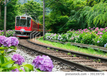 Hydrangea blooming Hakone mountain climbing railway Hydrangea blooming Hakone mountain climbing railway 39139736