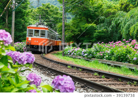 八仙花屬開花的箱根登山鐵路 39139738