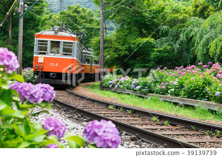 八仙花屬開花的箱根登山鐵路 39139739