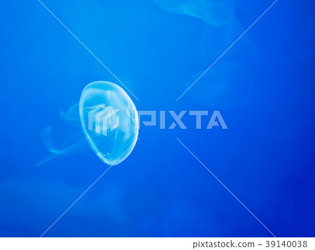 Moon Jellyfish Swim Underwater 39140038
