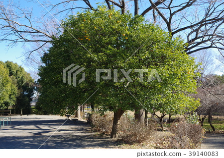 Koshigaya Bairin Park Koshigaya Bairin Park 39140083