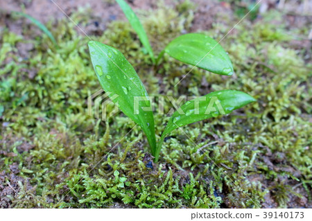 Young leaves of early spring gourd garlic 39140173