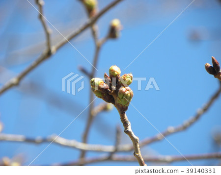 A rose of Oshimazakura that begins to bloom just a little later than Somei Yoshino A rose of Oshimazakura that begins to bloom just a little later than Somei Yoshino 39140331