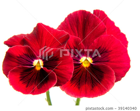 Beautiful daisy flowers isolated on  white   39140340