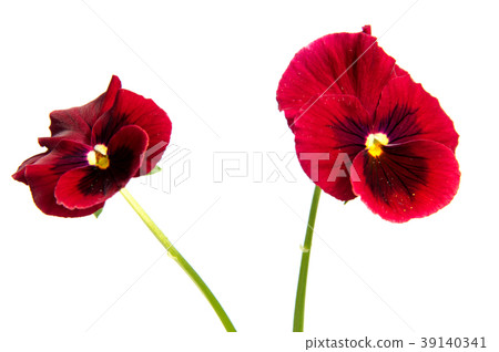 Beautiful daisy flowers isolated on  white   39140341