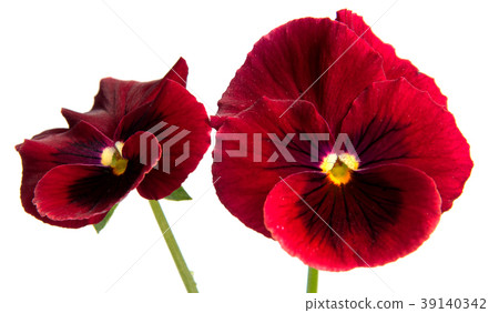 Beautiful daisy flowers isolated on white Beautiful daisy flowers isolated on white 39140342