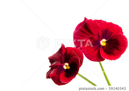 Beautiful daisy flowers isolated on  white   39140343
