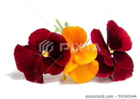 Beautiful daisy flowers isolated on white Beautiful daisy flowers isolated on white 39140344