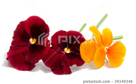 Beautiful daisy flowers isolated on white Beautiful daisy flowers isolated on white 39140346