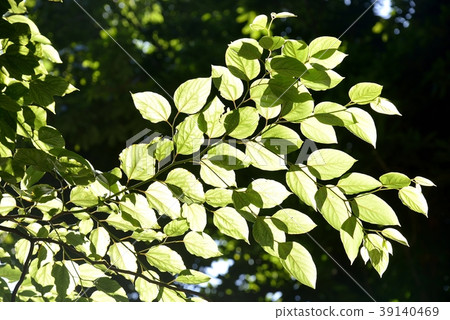 Aoba of sunbeams Aoba of sunbeams 39140469