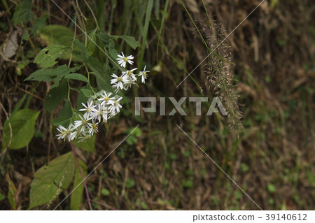 白花 白花 39140612