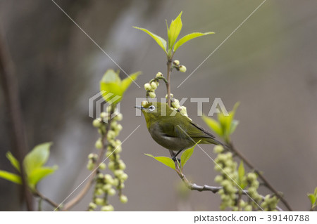 White-eye White-eye 39140788