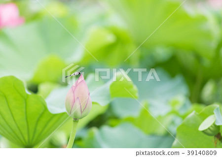 留在蓮花的蜻蜓 39140809