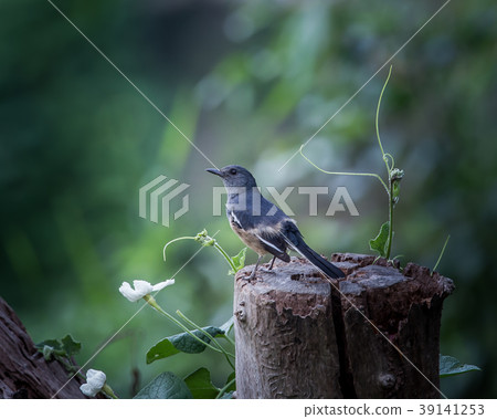 Oriental magpie robin ( Copsychus saularis ) 39141253