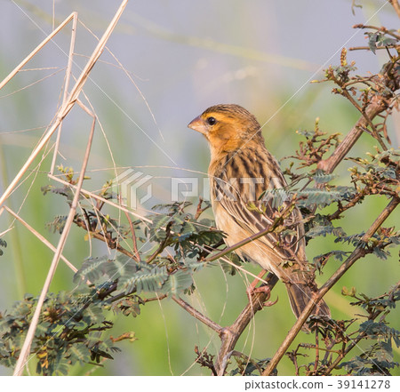Asian Golden Weaver (Ploceus hypoxanthus) 39141278