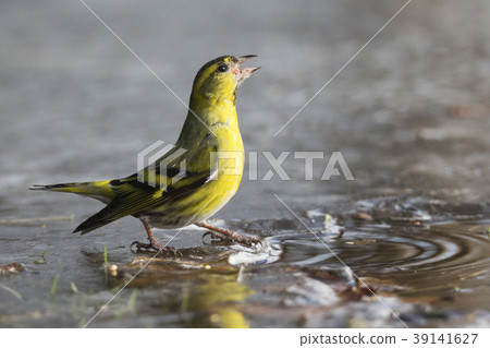 Eurasian siskin (Spinus spinus) 39141627