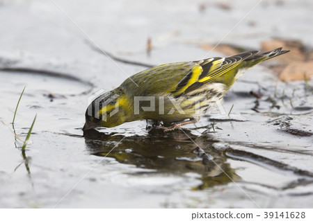 Eurasian siskin (Spinus spinus) Eurasian siskin (Spinus spinus) 39141628